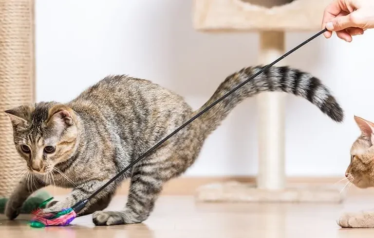 Fun and Effective Indoor Cat Exercises 2024