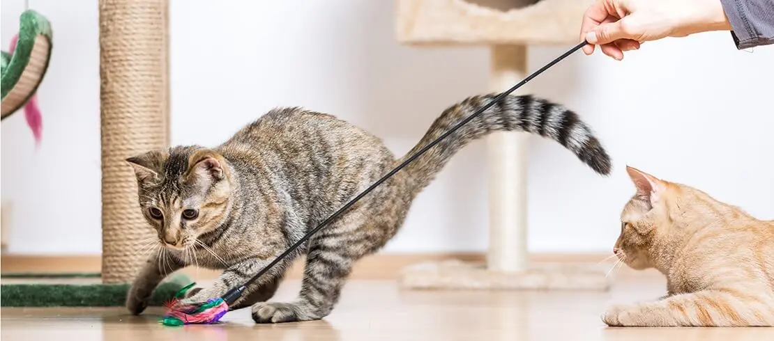 Fun and Effective Indoor Cat Exercises 2024