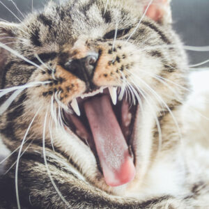 Easy Cat Dental Care Tips to Keep Your Feline’s Teeth Healthy in 2024