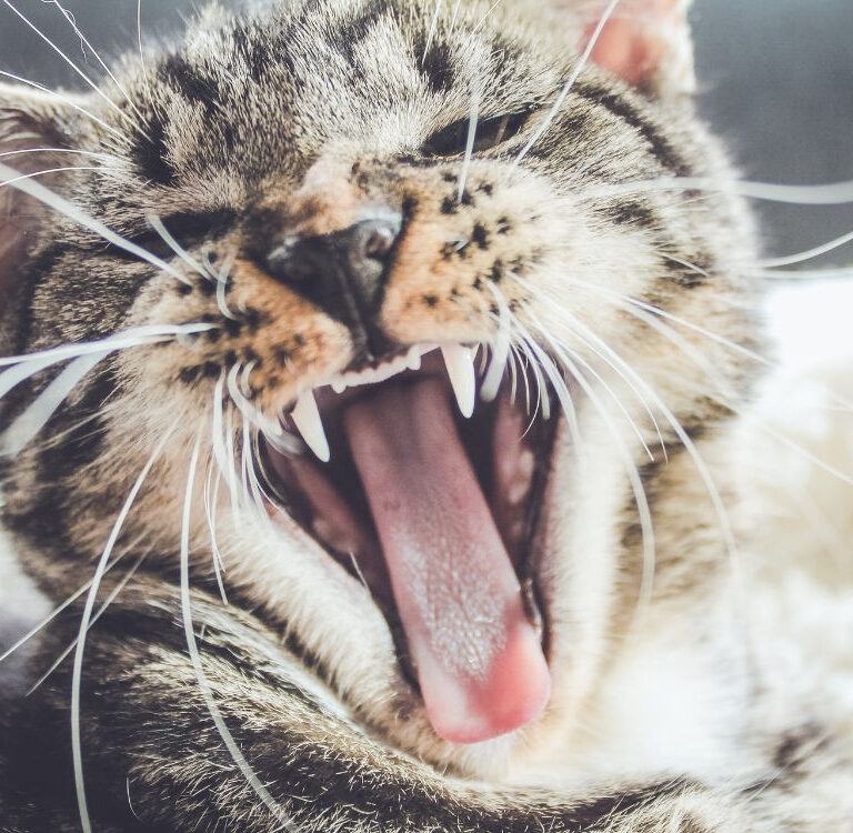 Easy Cat Dental Care Tips to Keep Your Feline’s Teeth Healthy in 2024