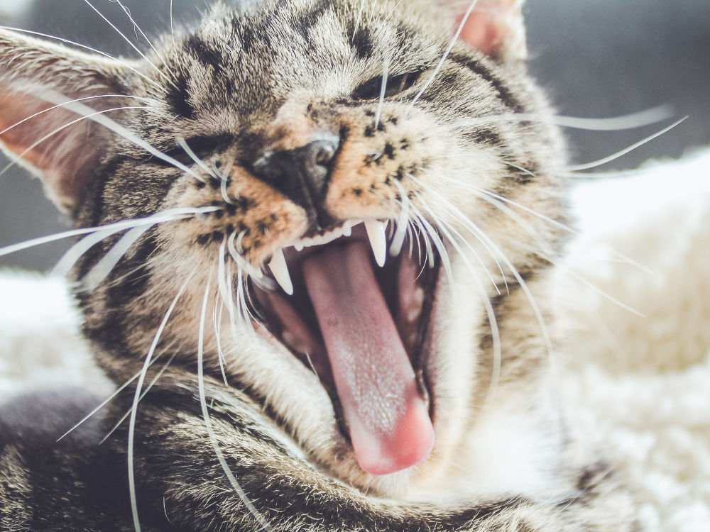 Easy Cat Dental Care Tips to Keep Your Feline’s Teeth Healthy in 2024