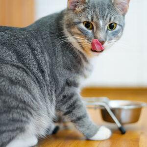 Tips for Healthy Cat Weight Management in 2024