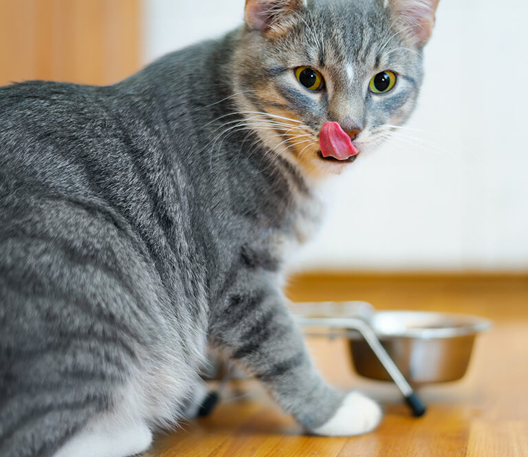 Tips for Healthy Cat Weight Management in 2024