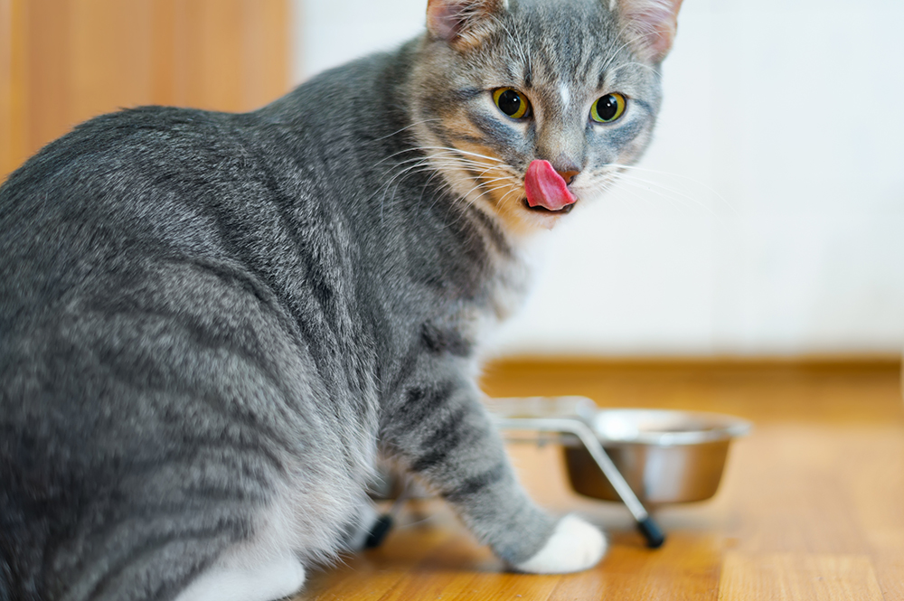 Tips for Healthy Cat Weight Management in 2024