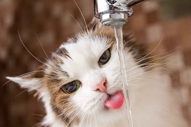 How to Encourage a Kitten to Drink Water?