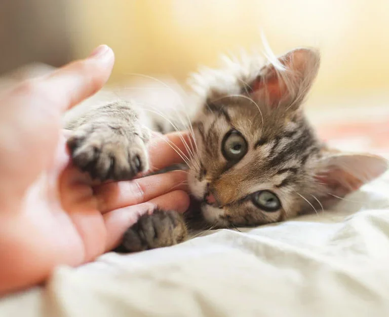 How to Prevent Kitten Biting and Scratching?