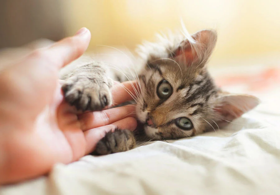 How to Prevent Kitten Biting and Scratching?