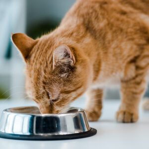 Cat Allergy Diets: What to Feed in 2024