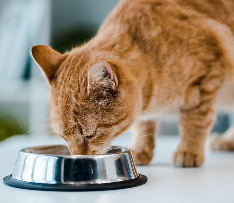 Cat Allergy Diets: What to Feed in 2024