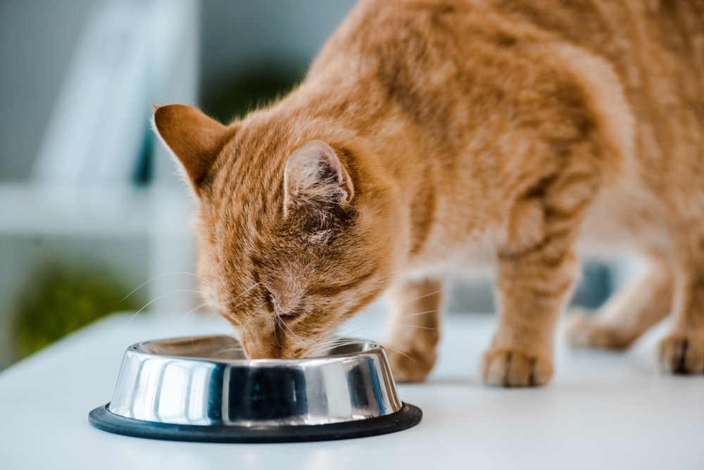 Cat Allergy Diets: What to Feed in 2024