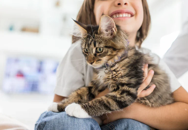 Kitten Care Tips For New Owners