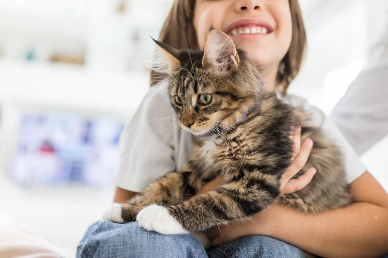 Kitten Care Tips For New Owners