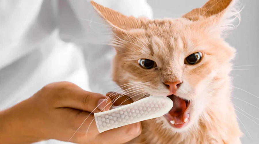 Top 10 Tips to Keep Your Feline Friend Happy and Healthy