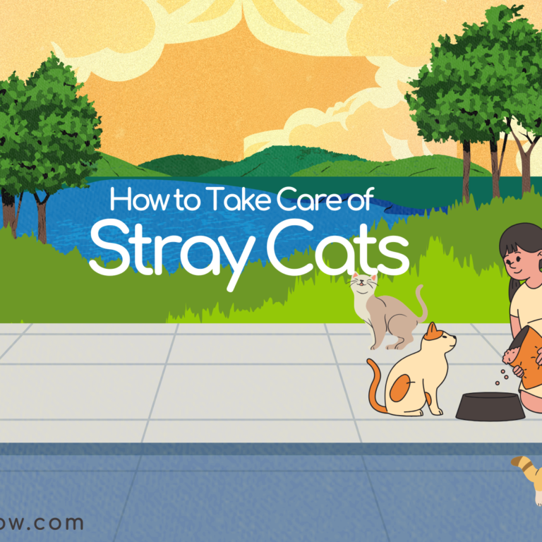 How to Take Care of Stray Cat