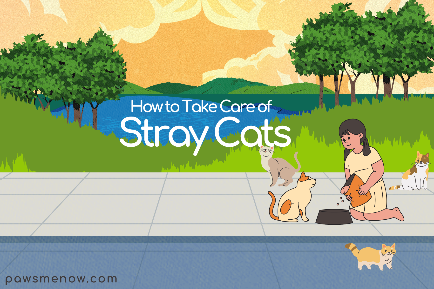 How to Take Care of Stray Cat