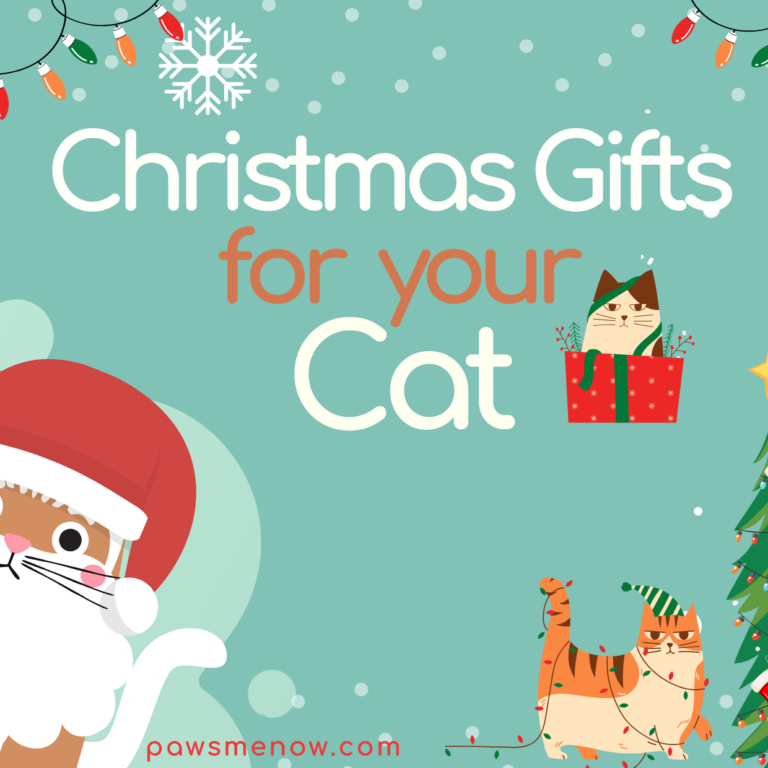 Best Christmas Gifts for your cat 2024