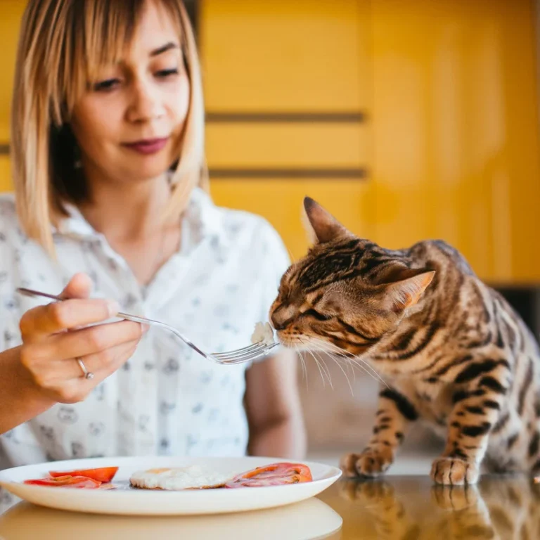 The Purrfect Pan: A Healthy Diet for your Feline Friend