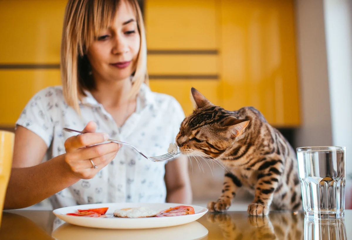 The Purrfect Pan: A Healthy Diet for your Feline Friend