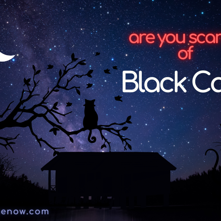 are black cat cursed?