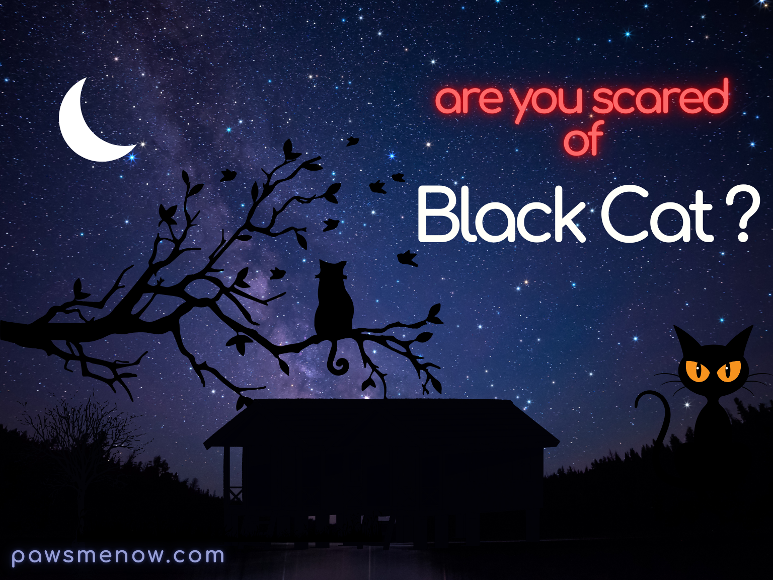 are black cat cursed?